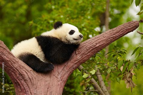 Sleeping giant panda baby Stock Photo | Adobe Stock