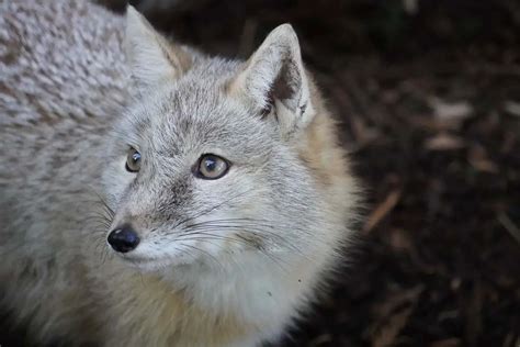 Desert Foxes | Species That Thrive in the Desert - All Things Foxes