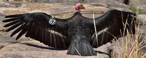 Learn More About California Condors - Grand Canyon National Park (U.S ...