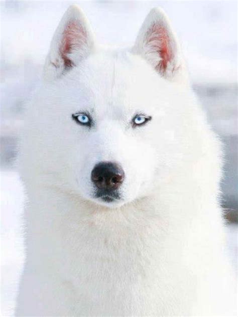 Blue Eyed White Husky | PETSIDI