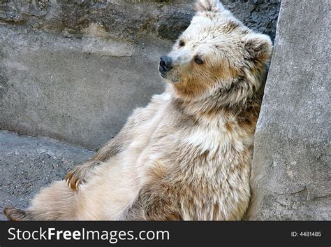 1+ Himalaya bear albino Free Stock Photos - StockFreeImages