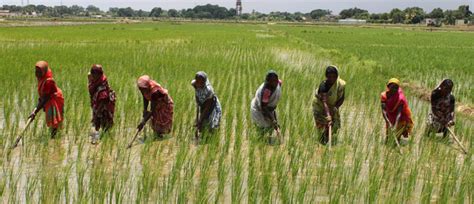 Swapping crops could help India save water, improve nutrition