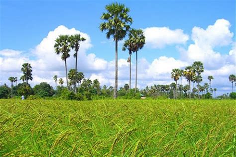 Angkor Rice News: Cambodian Business Review: Contract Farming for Rice in Cambodia.