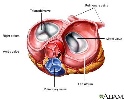 Difference Between Atria and Ventricles | Definition, Structure, Function, Differences