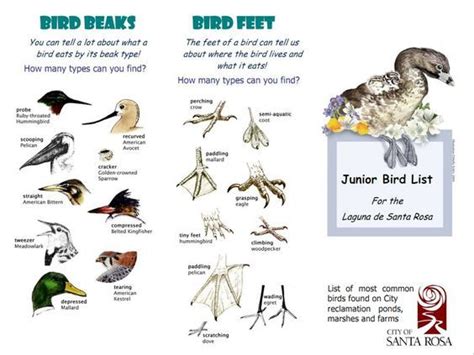 types of bird beaks and feet and what they are used for. | Bird beaks, Bird beaks activity, Bird