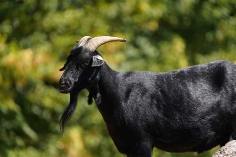 Verata Goat Facts: Characteristics and Profile Information