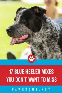 17 Top Blue Heeler Mix Breeds (Australian Cattle Dog Mixes)