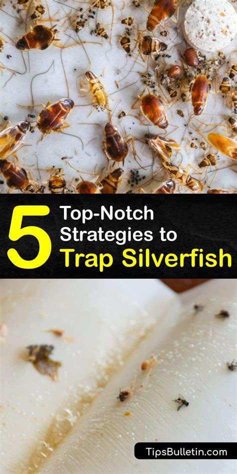 Natural Bug Control - Easy DIY Silverfish Traps