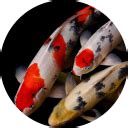 Koi Fish Wallpaper New Tab - Microsoft Edge Addons