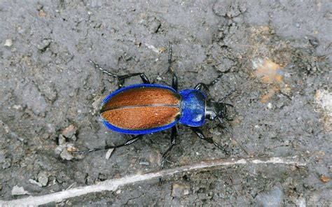 Blue Beetle Wallpapers And Images Wallpapers, Pictures, Photos Desktop Background