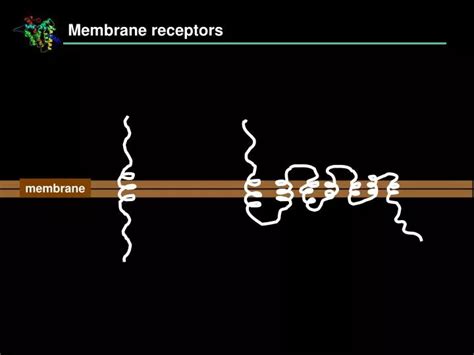 PPT - Membrane receptors PowerPoint Presentation, free download - ID:2984053