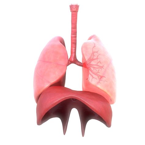 3D model Human Respiratory System Animation VR / AR / low-poly | CGTrader