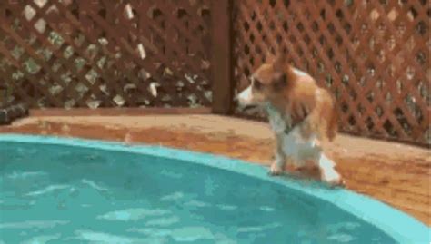 25 GIFs of Dogs Who Failed Super Hard (But We Love Them Anyway) - BARK Post