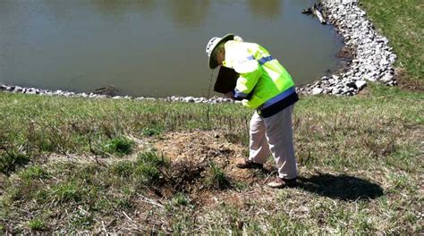 At Work | 2013 | Groundhog burrows - and resulting damage