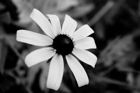 Black and White Flowers