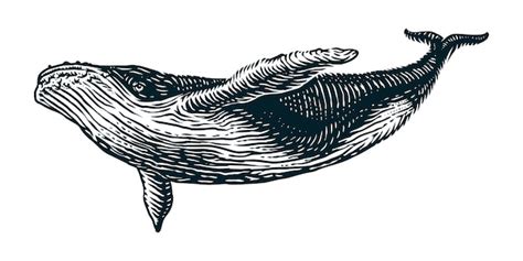 Premium Vector | Humpback whale vector engraving illustration