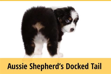 Why Do Australian Shepherds Have Docked Tails? | ZooAwesome