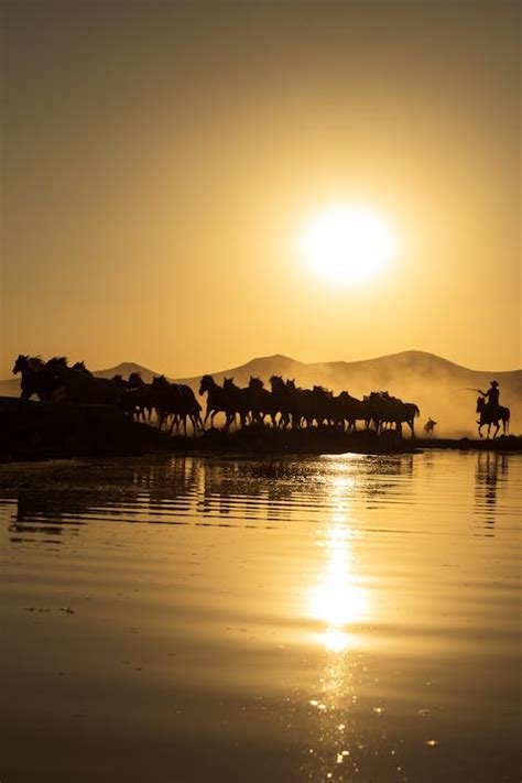 A Herd of Horses at Sunset · Free Stock Photo