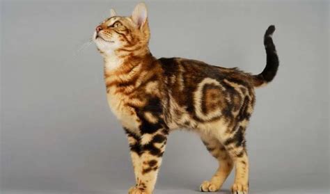 15 Facts About Marble Bengal Cat | Marbled Kittens And Bengal Cats - My ...