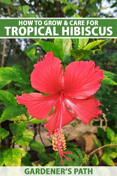 Hibiscus Rosa Sinensis Parts Of The Flower | Best Flower Site