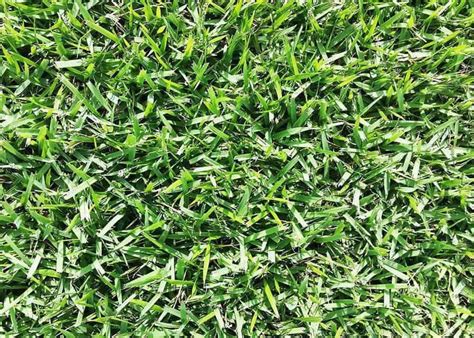 Empire Zoysia Turf Sod - Tampa, Florida | Tampa Sod Farm