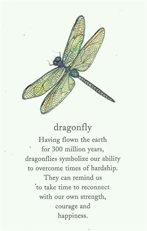 Significado libélula | Dragonfly quotes, Dragonfly tattoo, Words