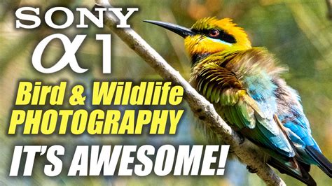 Sony A1 Bird & Wildlife Photography - Adrian Alford Photography