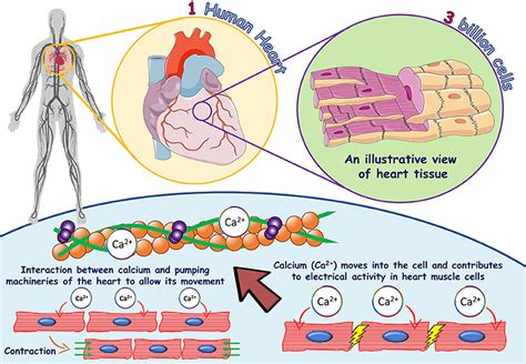 The Role of Calcium in the Human Heart: With Great Power Comes Great Responsibility · Frontiers ...