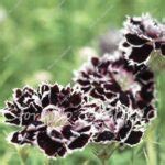 100 Pcs Carnation Seeds Mother Love OutletTrends.com Free Shipping Up to 70% OFF