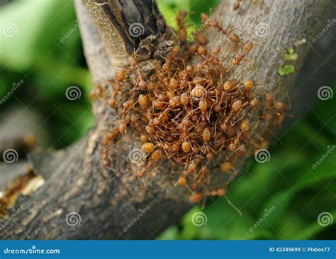 A group of ants stock photo. Image of wildlife, background - 42349690