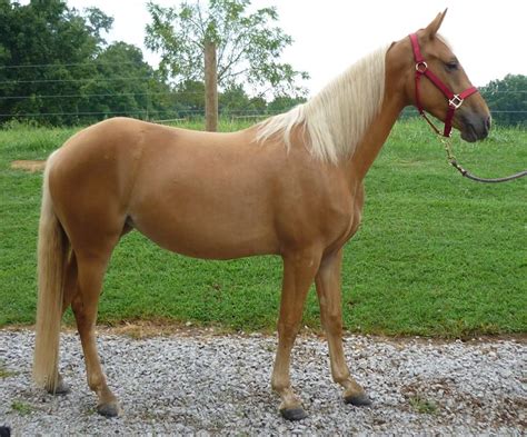 17 Best images about Palomino on Pinterest | Reining horses, Studs and Ponies