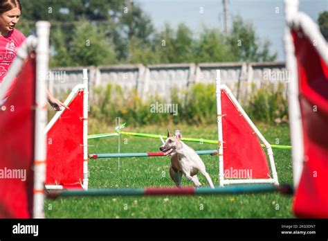 Dog in agility competition set up in green grassy park Stock Photo - Alamy