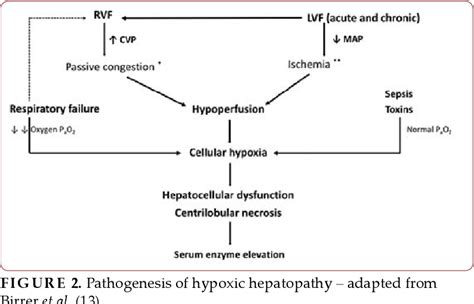 Ischemic Hepatitis - Intercorrelated Pathology. | Semantic Scholar