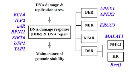 | Genes involved in deregulated DNA damage response and defective DNA... | Download Scientific ...