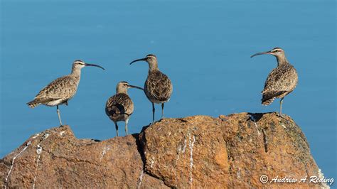 Whimbrel | Audubon Field Guide