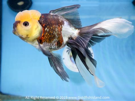 Panda Oranda 5.5-6 Inches 0328TOBWT20445M795 - Goldfish Island