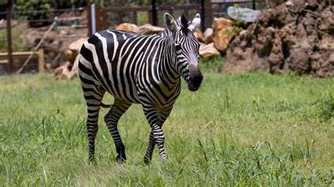Plains Zebra - Zoo Atlanta