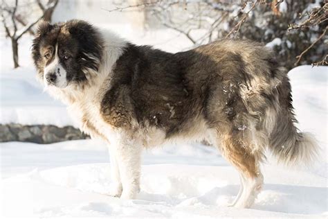 Giant Russian Prison Dogs