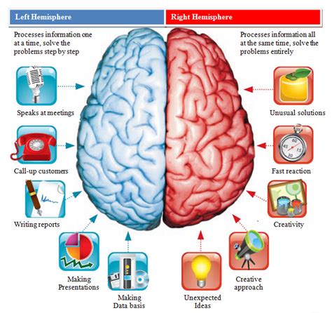 Human brain: Cerebral Hemispheres