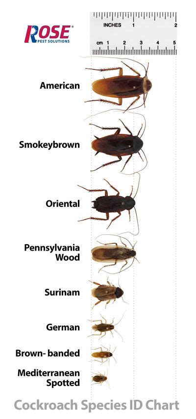 wood roach life cycle - Dann Stump