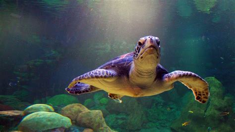 Turtle Wallpapers - Wallpaper Cave