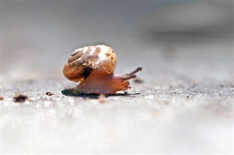 Nature snail Photography slow shell antennae mollusk macro | Etsy