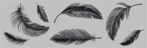 Realistic set of black feather png 17536003 Vector Art at Vecteezy