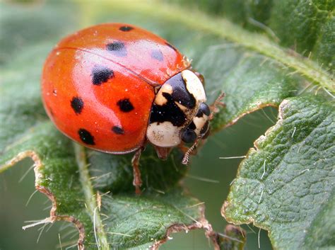 Asian lady beetles set to return, but their numbers are lower