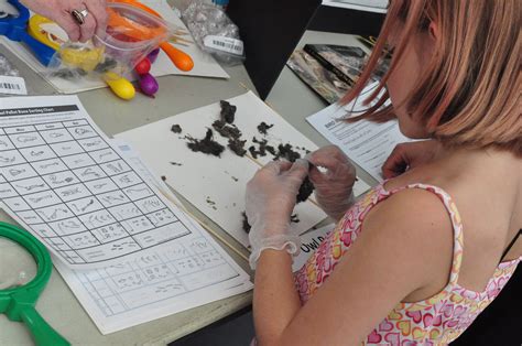 The Bird in Hand Festival — Whidbey Audubon Society