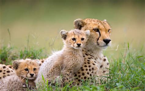 Cheetah with cubs, animals, mammals, baby animals, cheetah HD wallpaper ...