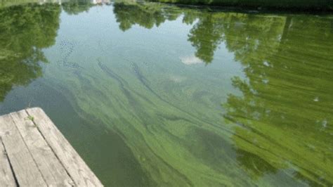 Blue green algae on Skaneateles Lake poses no threat to city water, Miner says | WSTM