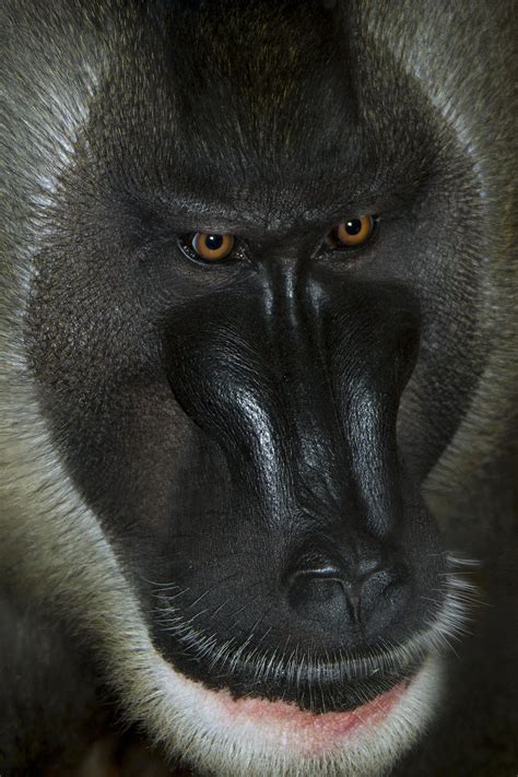 Drill Monkey | Animals wild, Animals beautiful, Baboon