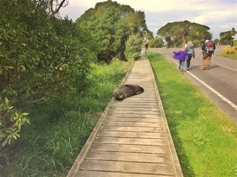 THE SCENIC KAIKOURA PENINSULA WALKWAY (101 GUIDE)