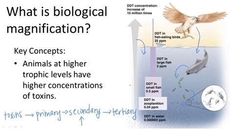 Biological Magnification Worksheet